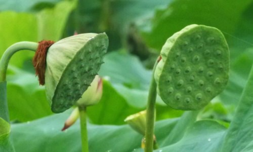 孕妇可以吃银耳吗功效与作用-怀孕期间可以吃银耳吗网- 孕期可以吃银耳汤吗知识,分享孕期可以吃银耳羹吗